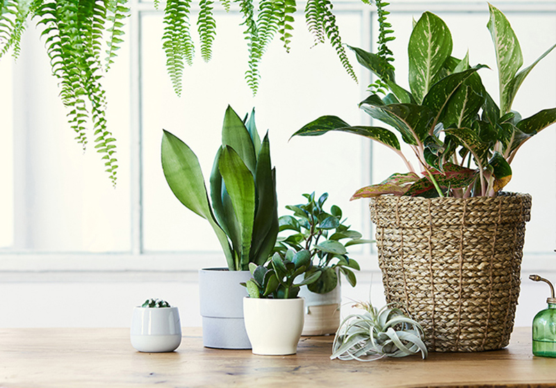 Green Living: Incorporating Plants into Your Home Decor